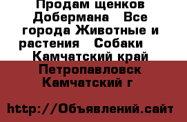 Продам щенков Добермана - Все города Животные и растения » Собаки   . Камчатский край,Петропавловск-Камчатский г.